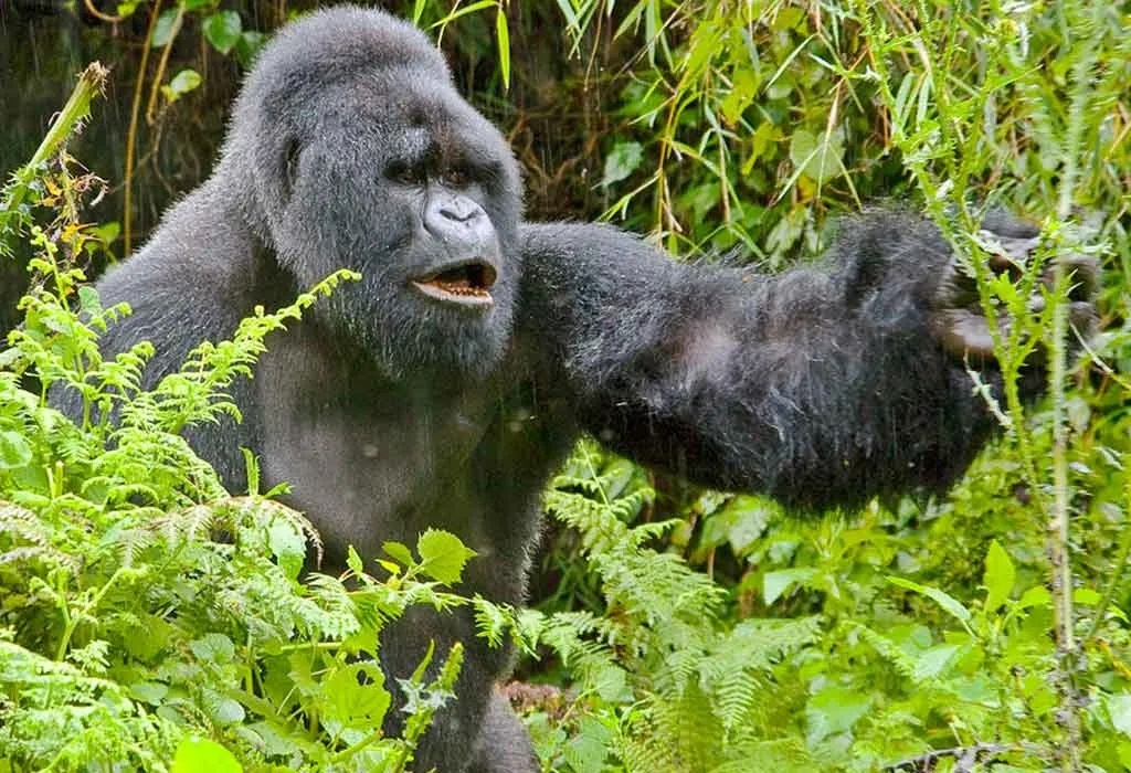  10 Most beautiful places to visit on a Uganda wildlife safari tour 